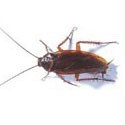 Obrázek kategorie Ochrana proti švábom
